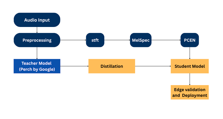 Perch distillation pipeline